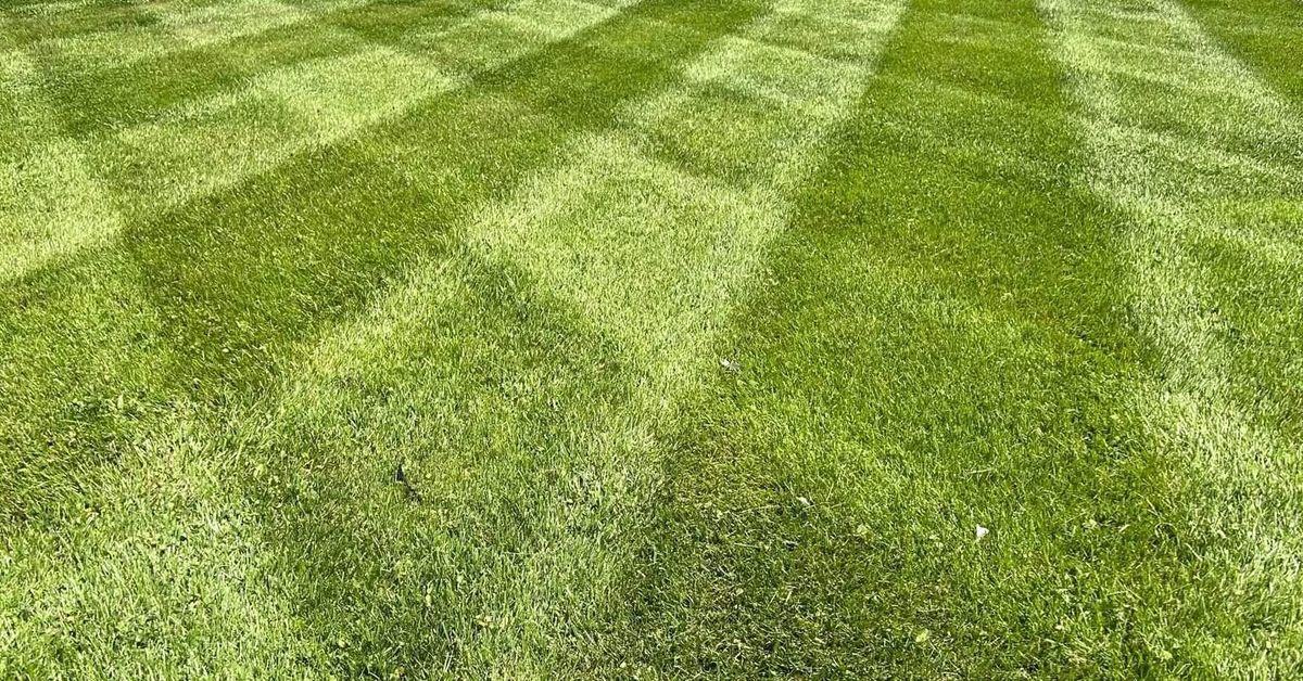 Wide view of checkerboard mowing stripes across a front lawn